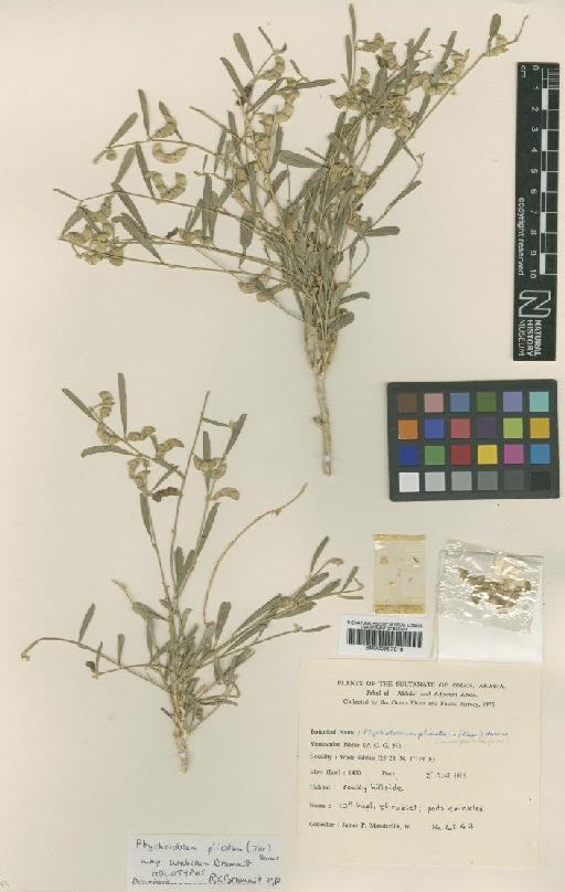 Ptycholobium plicatum subsp. arabicum Brummitt - BM000997310