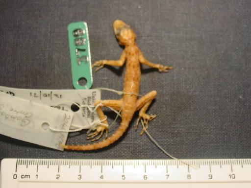 Cnemaspis kendallii Gray, 1845 - Cnemaspis kendallii 1974.3789 001.jpg