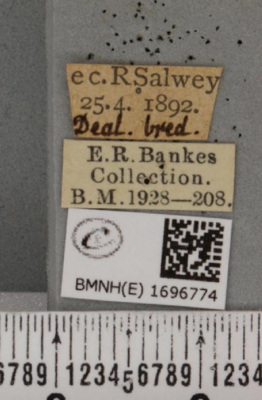 Nola aerugula ab. alfkeni Warnecke, 1938 - BMNHE_1696774_label_293097