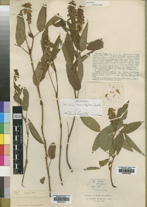 Eriosema macrostipulum Baker f. - BM000842451