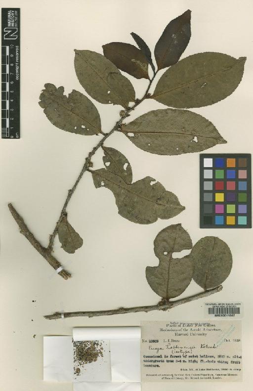 Eurya habbemensis Kobuski - BM000611862