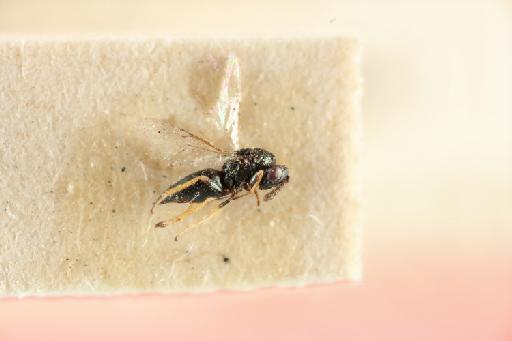 Tetrastichus scadius Walker, 1843 - 010838710_Galeopsomyia_scadius_LT-5-1428_hab-lat-x5