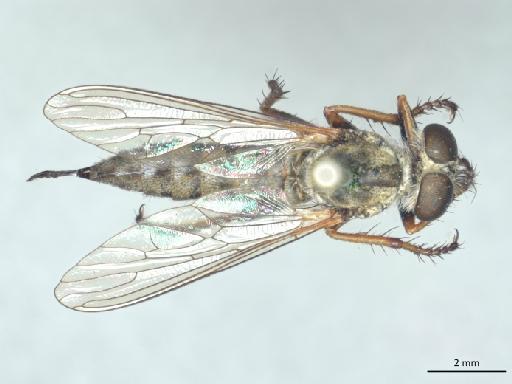 Asilus lestes Williston, 1901 - 014587267_dorsal_habitus