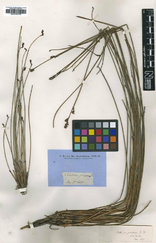 Machaerina juncea (R.Br.) T.Koyama - BM000991075