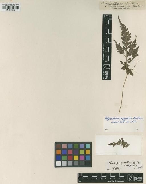 Pteridrys syrmatica (Willd.) C.Chr. & Ching - BM001048552