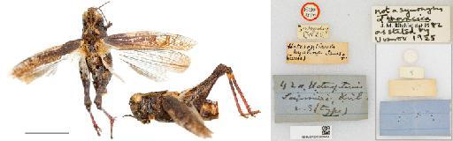 Heteropternis saussurei Kirby, 1902 - NHMUK010208490_Heteropternis saussurei_HT_Heteropternis thoracica