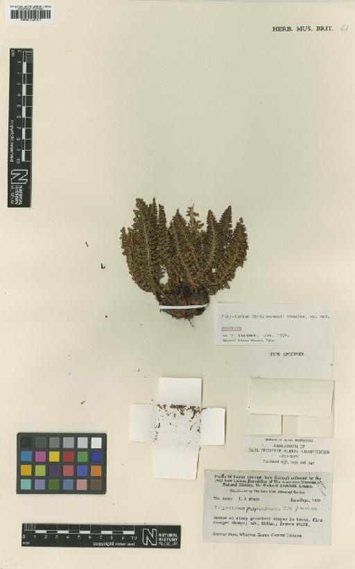 Polystichum papuanum f. minor C.Chr. - BM001048721