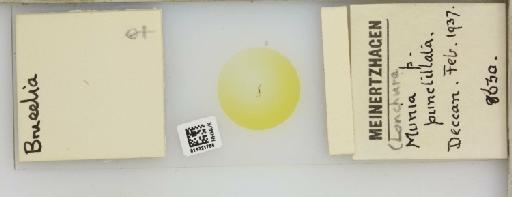 Brueelia Keler, 1936 - 014321786__