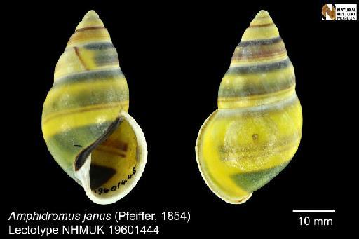 Bulimus janus Pfeiffer, 1852 - 19601444, Lectotype, Bulimus janus Pfeiffer, 1852