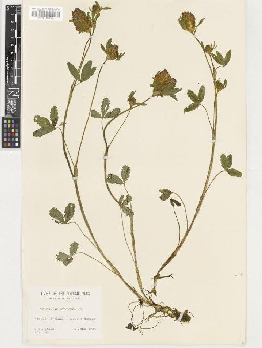 Trifolium pratense L. - BM001036708