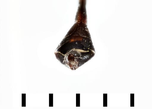 Systropus (Systropus) sanguineus Bezzi, 1921 - Systropus sanguineus - genitalia