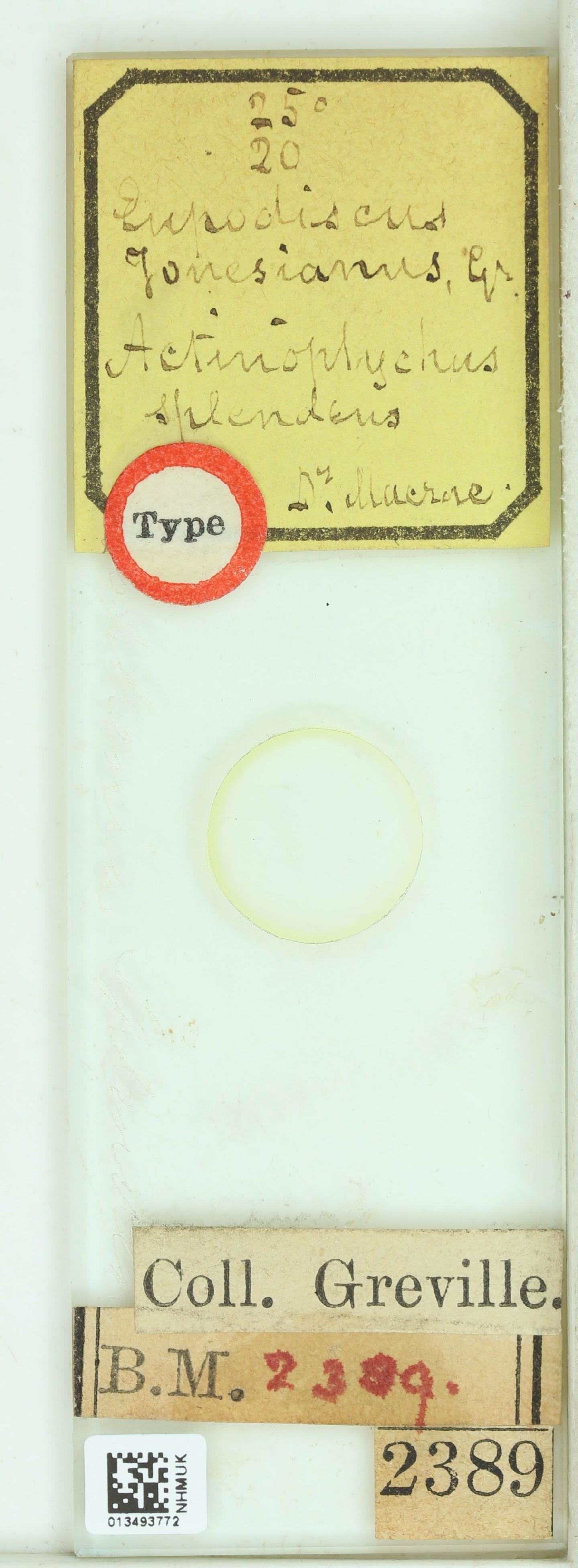 To NHMUK collection (Eupodiscus jonesianus Grev.; Holotype; NHMUK:ecatalogue:4736881)