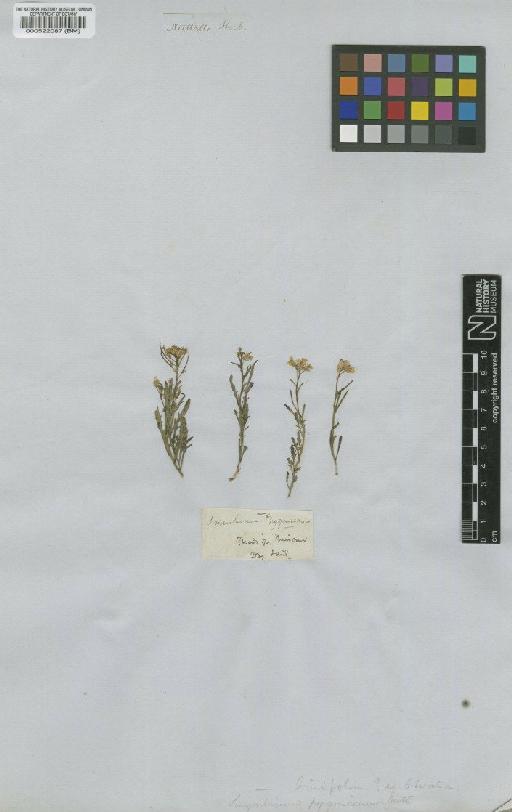 Schoenocrambe linifolia (Nutt) Greene - BM000522087