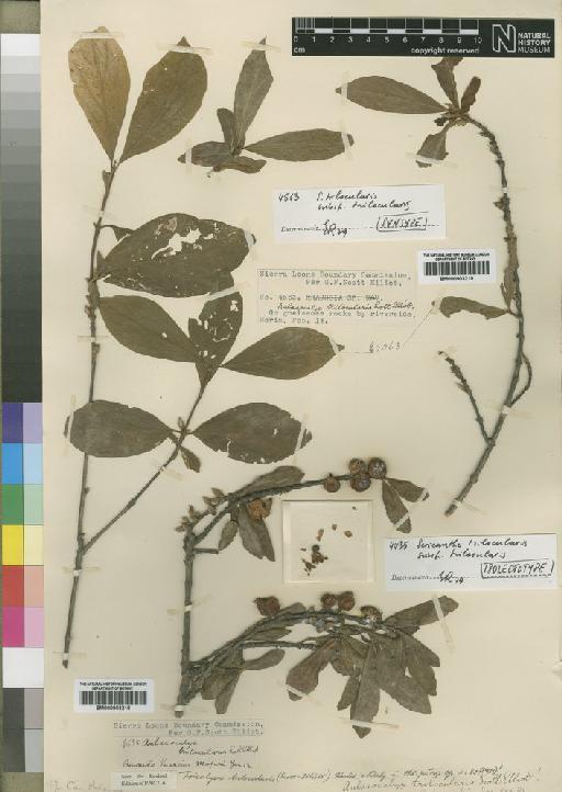 Tricalysia trilocularis (Scott-Elliot) Hutch. & Dalziel - BM000903219