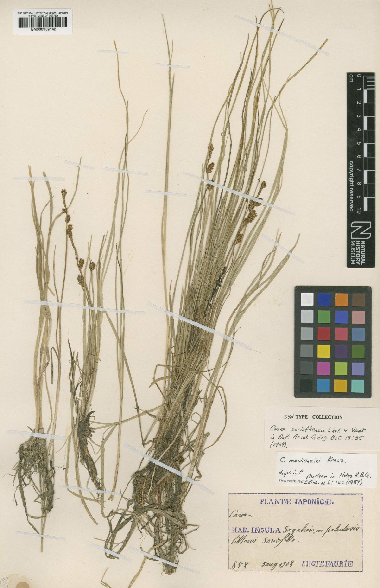 To NHMUK collection (Carex mackenziei V.I.Krecz.; Syntype; NHMUK:ecatalogue:532400)