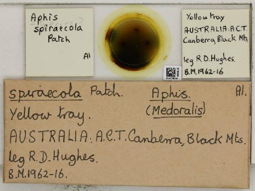 Aphis (Medoralis) spiraecola Patch, 1914 - 014226356_112527_1093088_157662_NoStatus