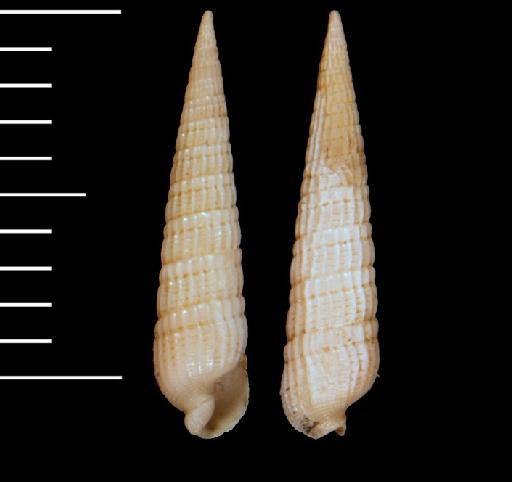 Punctoterebra intermixta Terryn & Fraussen, 2022 - 20030454