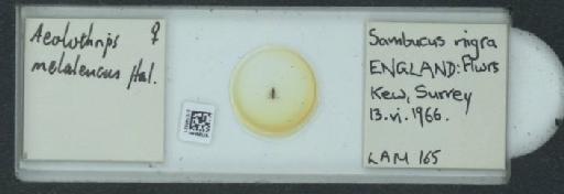 Aeolothrips melaleuca (Haliday, 1852) - 010146521_833411_1602873