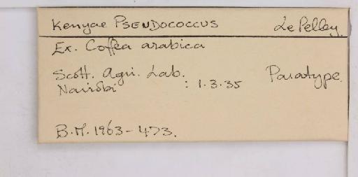 Planococcus kenyae (Le Pelley, 1935) - 010167276_additional