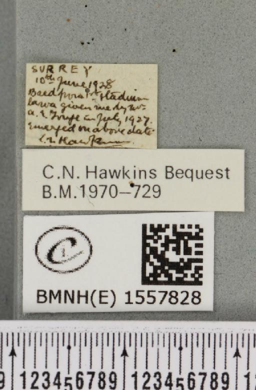 Orgyia recens (Hübner, 1819) - BMNHE_1557828_label_256994