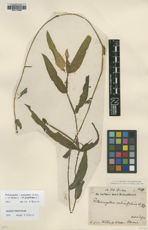 Potamogeton × salicifolius Wolfg. - BM001066296