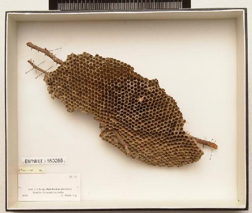 Polistes Latreille, 1802 - Hymenoptera Nest BMNH(E) 650266