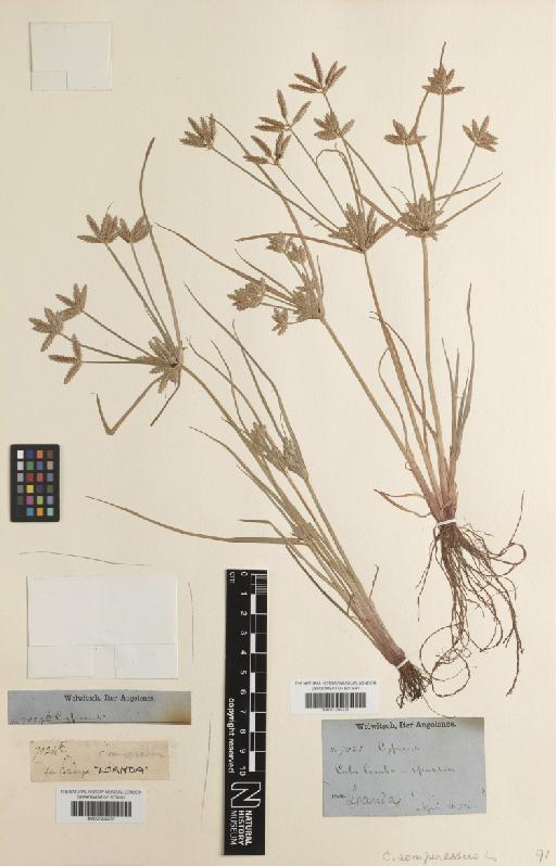 Cyperus compressus L. - BM001209236