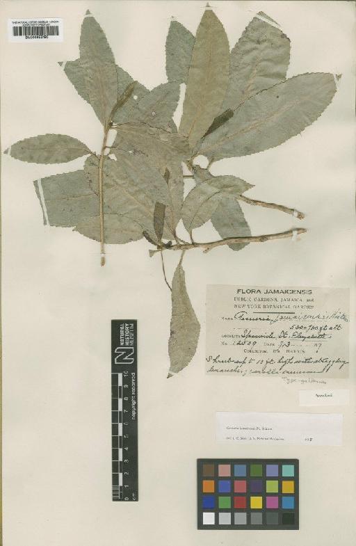 Gesneria jamaicensis Britton - BM000953493