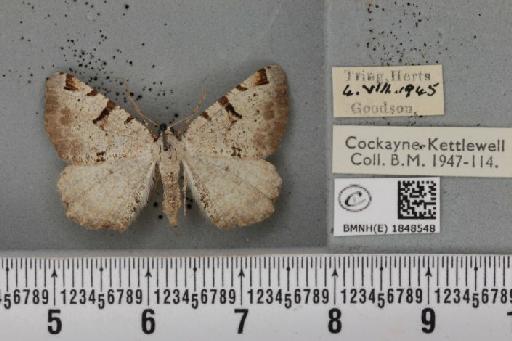 Macaria wauaria (Linnaeus, 1758) - BMNHE_1848548_422012