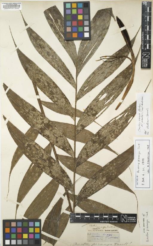 Bactris maraja var. juruensis (Trail) A.J.Hend. - BM000055530