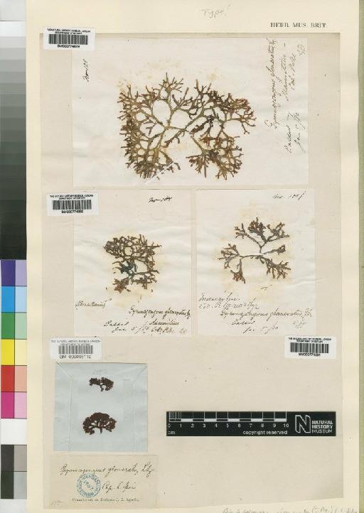 Ahnfeltiopsis glomerata (Agardh) P.C.Silva & DeCew - BM000005112