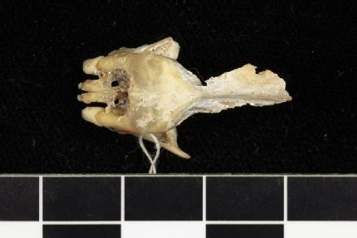 Phyllorhina swinhoei Peters, 1871 - 1870_7_18_3-Phyllorhina_swinhoii-Syntype-Skull-dorsal