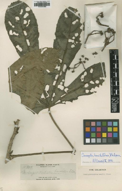 Osmoxylon humile (Elmer) Philipson - BM000944880