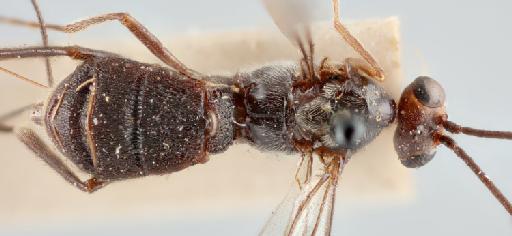 Plesiobracon carinatus Cameron, 1903 - 010888614_Plesiobracon_carinata_lectotype_dorsal