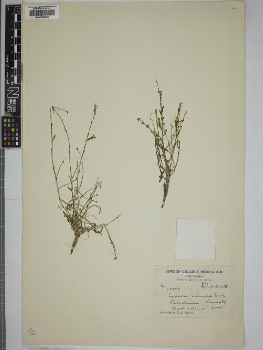 Lactuca viminea (L.) J.Presl & C.Presl - 000802782