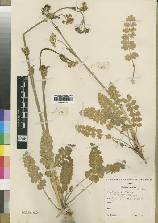 Heracleum taylorii Norman - BM000902785