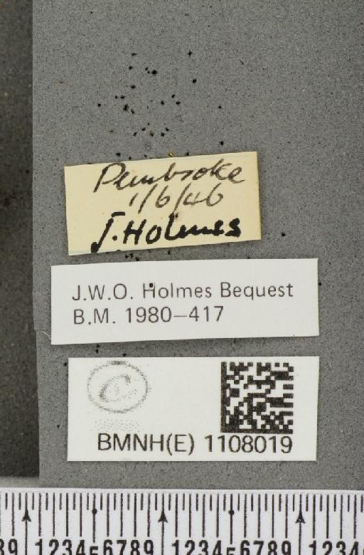 Euphydryas aurinia (Rottemburg, 1775) - BMNHE_1108019_label_22339