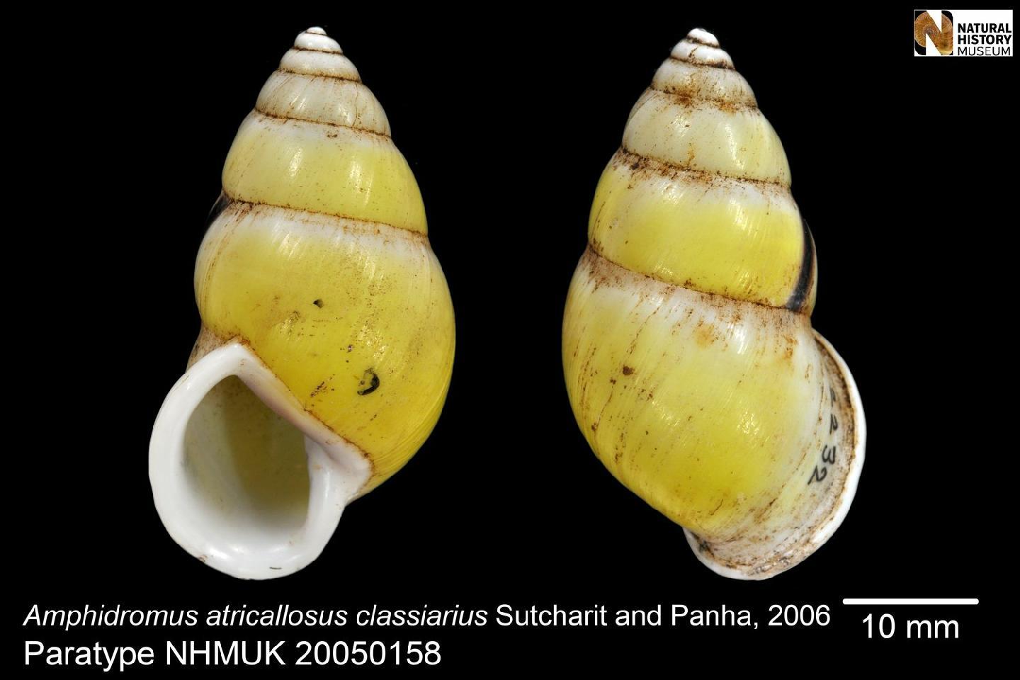 To NHMUK collection (Amphidromus atricallosus classiarius Sutcharit & Panha, 2006; PARATYPE; NHMUK:ecatalogue:6634293)