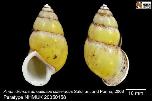 Amphidromus atricallosus classiarius Sutcharit & Panha, 2006 - 20050158, PARATYPE, Amphidromus atricallosus classiarius Sutcharit & Panha, 2006