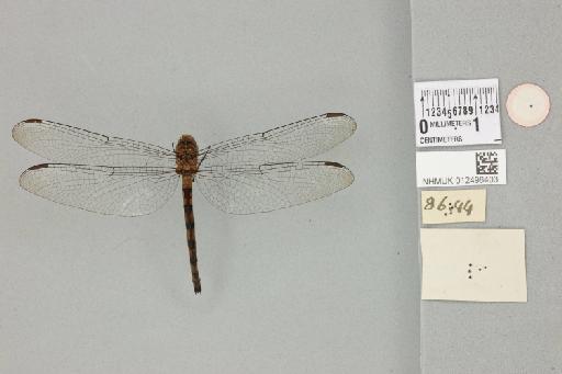 Tyriobapta torrida Kirby, 1889 - 012496403_reverse_1