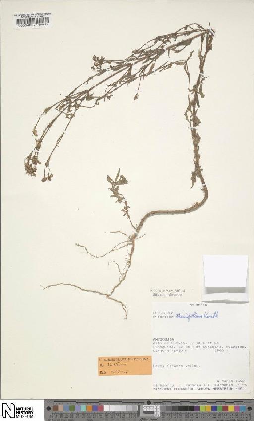Hypericum thesiifolium Kunth - BM000048871