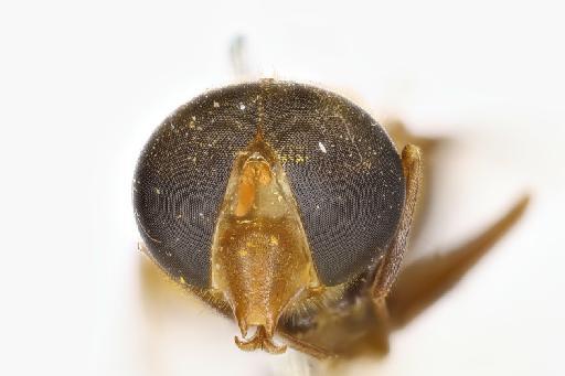 Volucella rotundata Edwards, 1919 - NHMUK 013444827_volucella_rotundata_HT_head_frontal_male.jpg