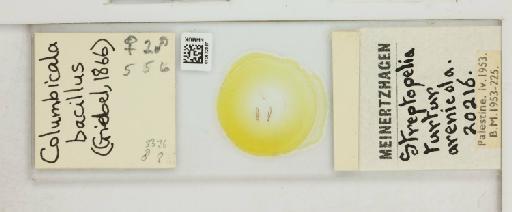 Columbicola columbae bacillus Giebel, 1866 - 010672037_816420_1432001