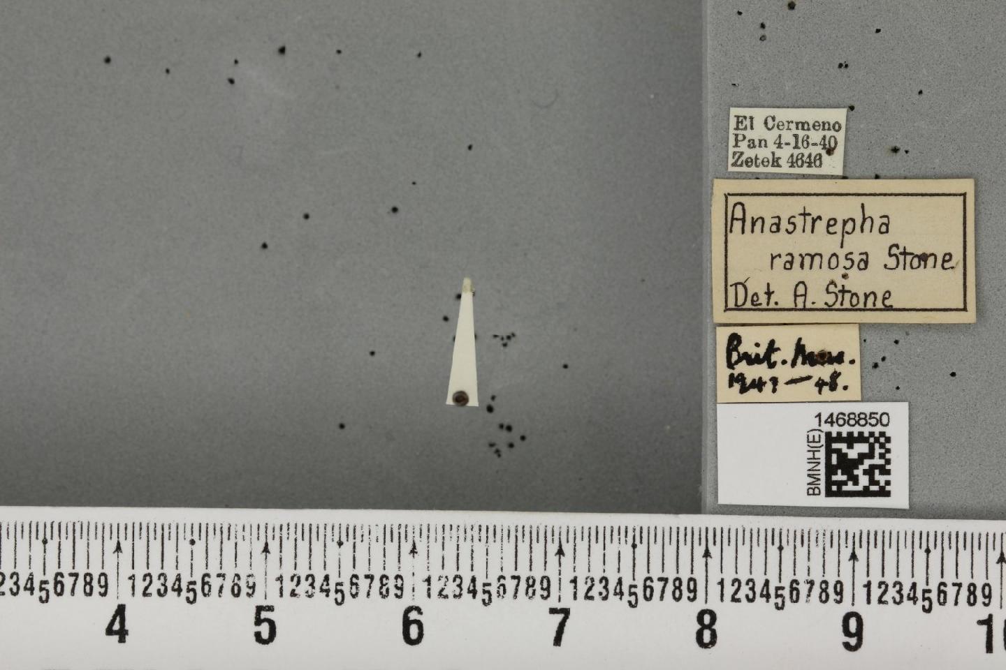 Anastrepha ramosa