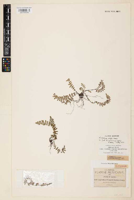 Asplenium pringlei Davenp. - 013859363