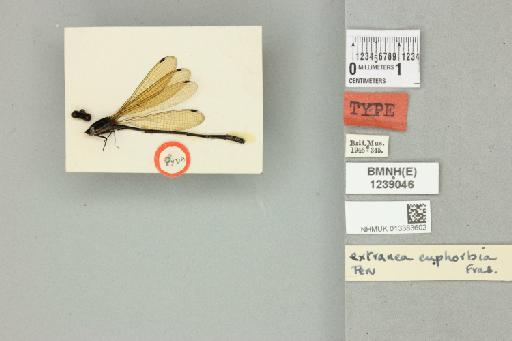 Argia euphorbia Fraser, 1946 - 013383602_dorsal