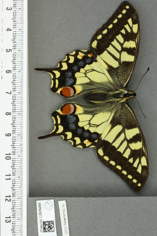 Papilio machaon britannicus Seitz, 1907 - BMNHE_1079452_64836