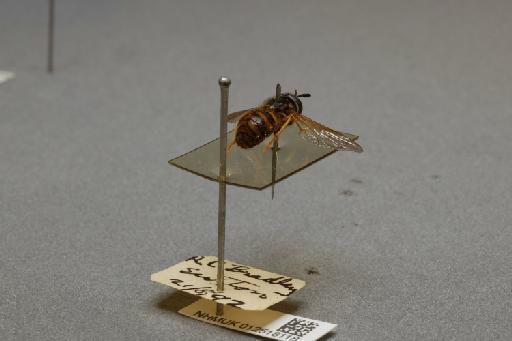 Chrysotoxum arcuatum (Linnaeus, 1758) - 012518118_additional_1