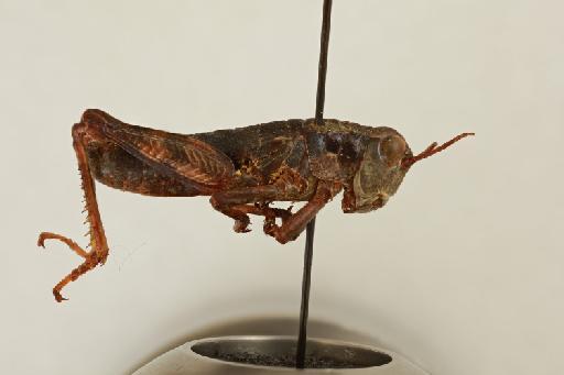 Kingdonella modesta Uvarov, 1939 - NHMUK_014666700_k_modesta_lateral1