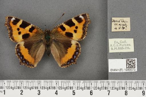 Aglais urticae ab. lucida Fritsch, 1913 - BMNHE_1049675_45169